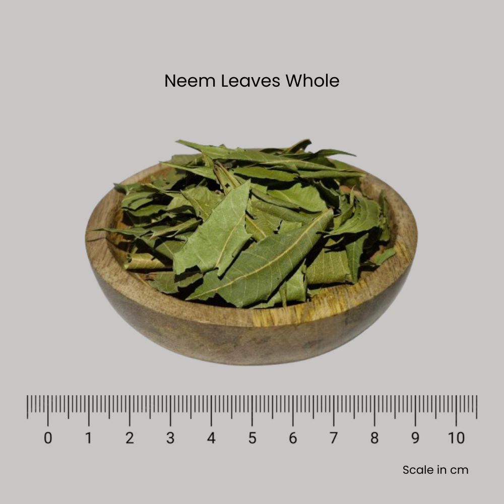 Neem Leaves - Azadirachta indica