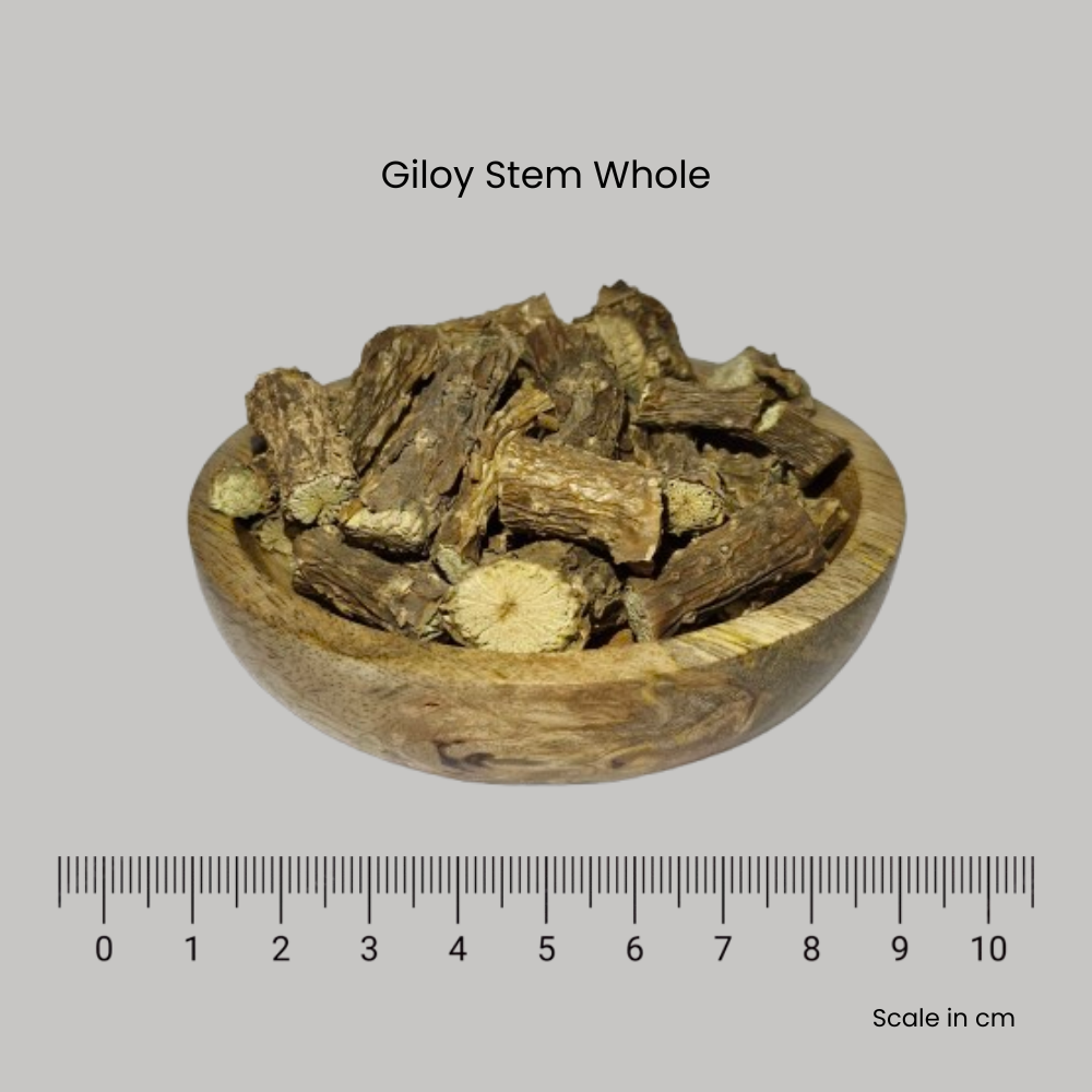 Giloy Stem - Tinaspora cordifolia